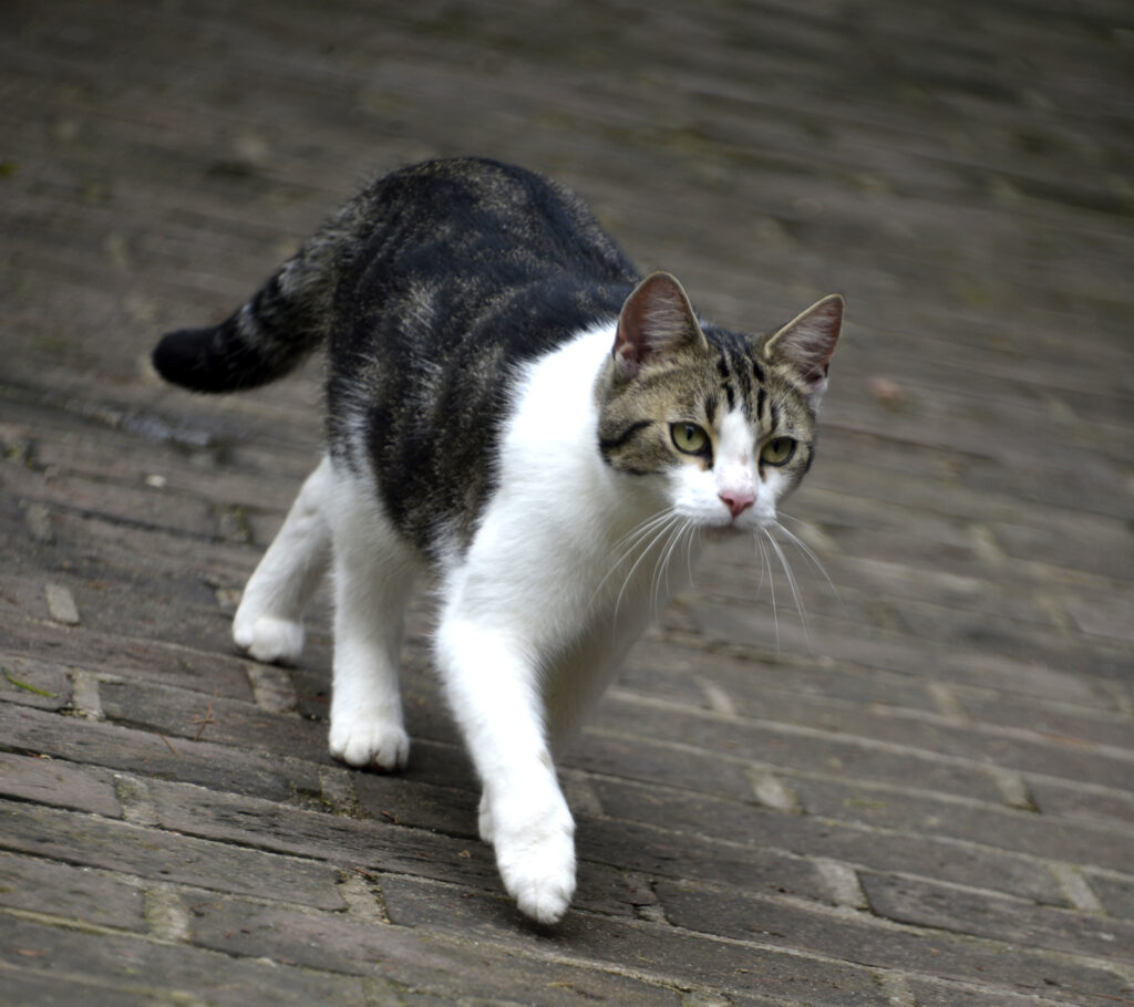 Otto-Pankok-Gesellschaft Katze